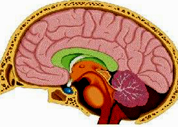 Epilepsia infantil