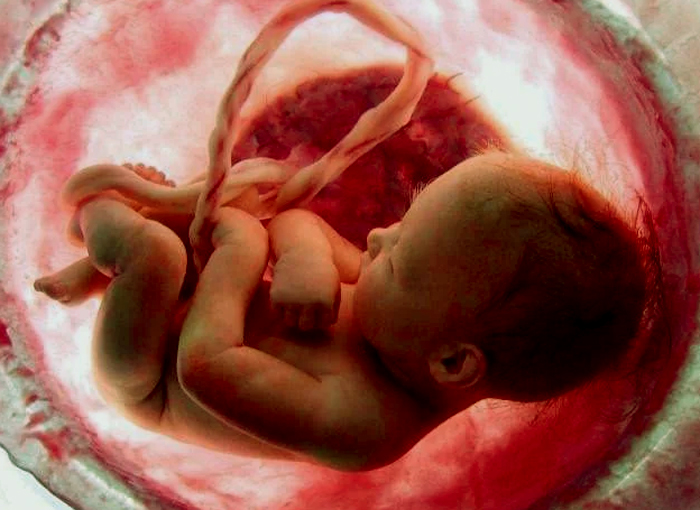 ¿Cómo evoluciona la placenta en el embarazo?