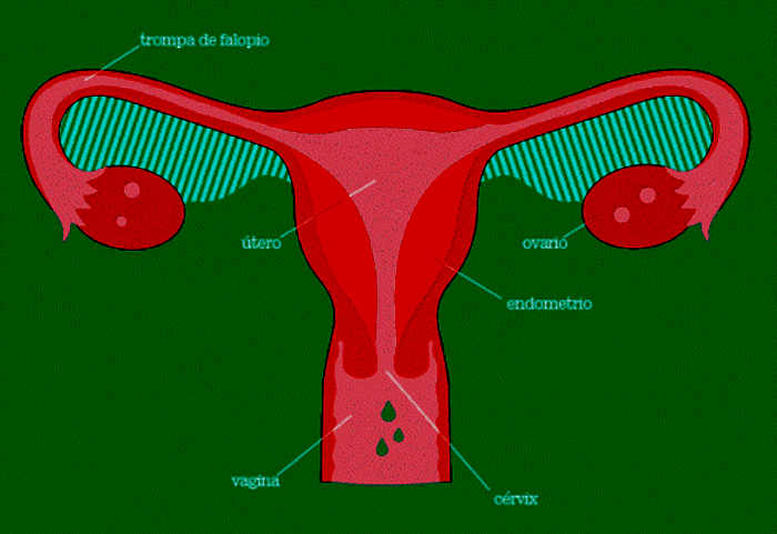 El funcionamiento del aparato reproductor femenino