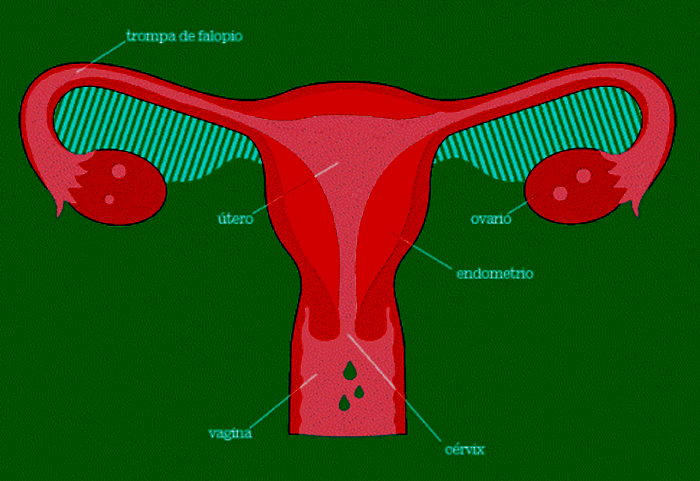 Aparato Reproductor Femenino