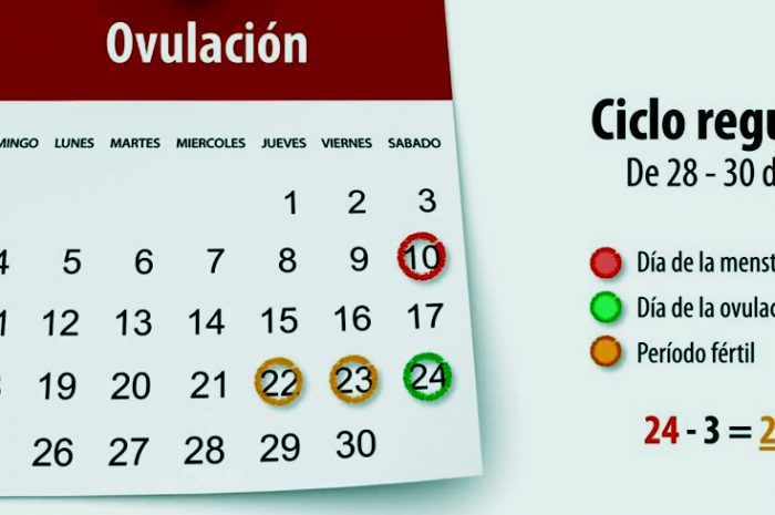 Todo lo que hay saber sobre la ovulación